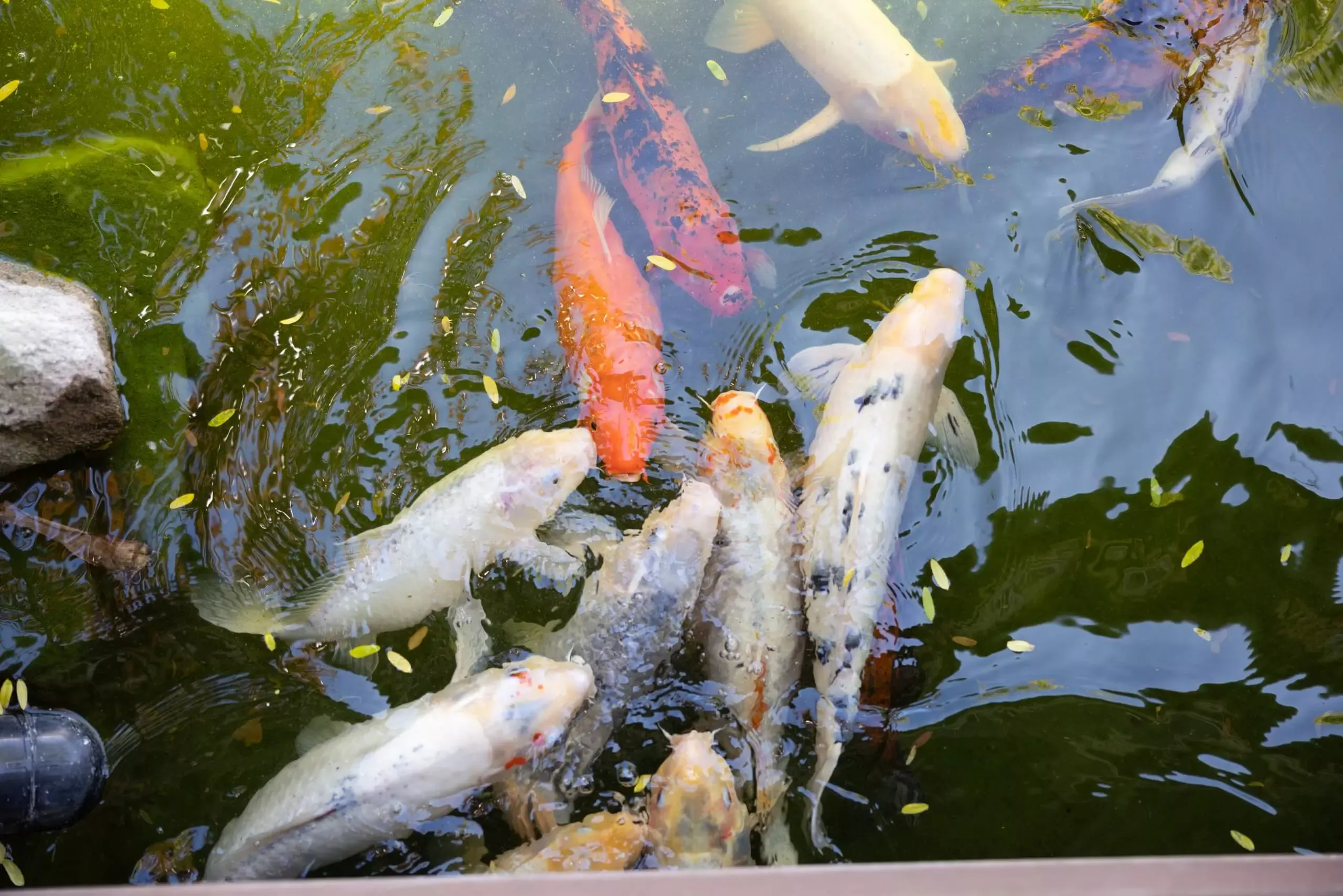 Koi St Ives