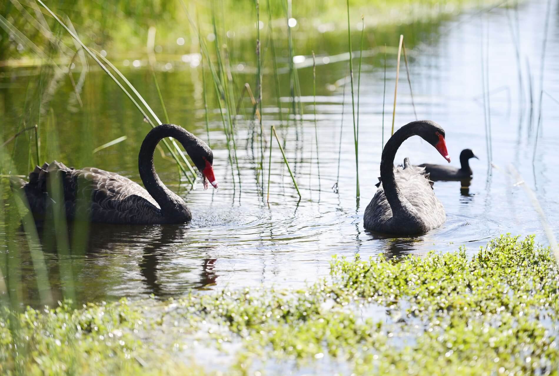 Swans